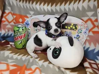 Rebel (small), a male Chihuahua for sale in New York City, NY – Photo 3 of 4