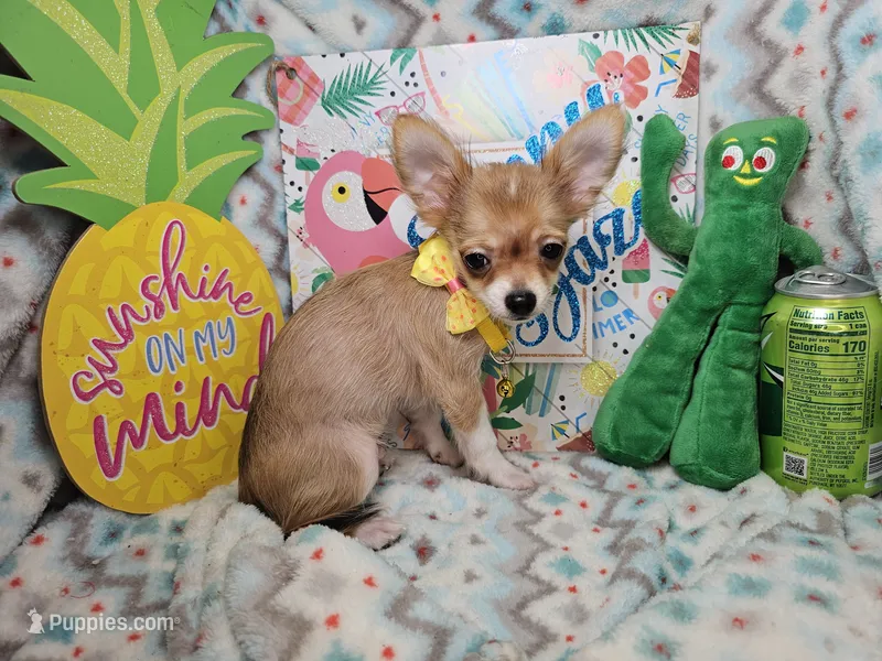 Sully (LH) – Chihuahua puppy for sale in New York City, NY