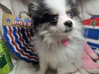 Iris (small) (Tri-color), a female Pomeranian for sale in New York City, NY – 3 of 10