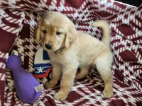 Betty Blueberry , a female Golden Retriever for sale in New York City, NY – 4 of 6