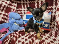 Garrett (LH B&T), a male Chihuahua for sale in New York City, NY – 3 of 5