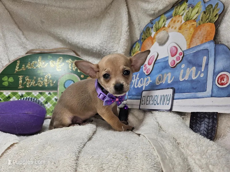 Angelo (traditional color) – Chihuahua puppy for sale in New York City, NY