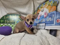 Angelo (traditional color), a male Chihuahua for sale in New York City, NY – 1 of 5