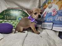 Angelo (traditional color), a male Chihuahua for sale in New York City, NY – 3 of 5