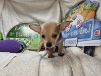 Angelo (traditional color), a male Chihuahua for sale in New York City, NY – 2 of 5