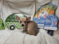 Angelo (traditional color), a male Chihuahua for sale in New York City, NY – 5 of 5
