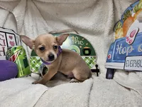 Angelo (traditional color), a male Chihuahua for sale in New York City, NY – 4 of 5