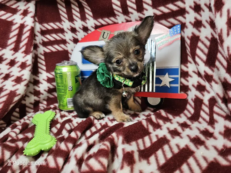 Gopher (LH) – Chihuahua puppy for sale in New York City, NY