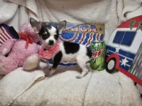 Pixy (T-Cup tri-color), a female Chihuahua for sale in New York City, NY – 2 of 5