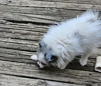 Izzy (Merle F), a female Pomeranian for sale in New York City, NY – 3 of 5