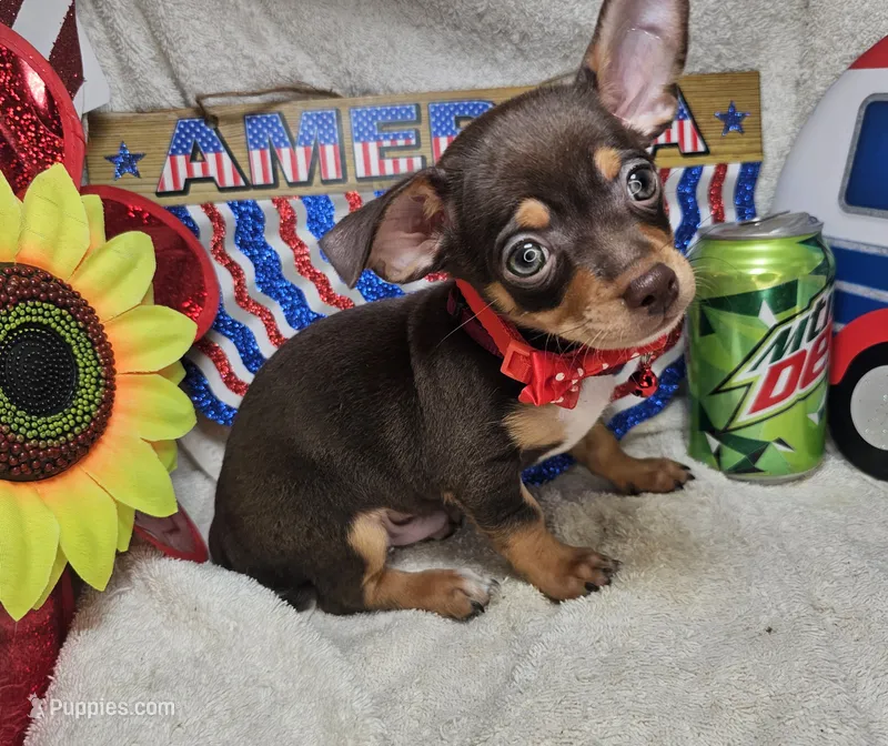Amadeus (Chocolate Tri) – Chihuahua puppy for sale in New York City, NY
