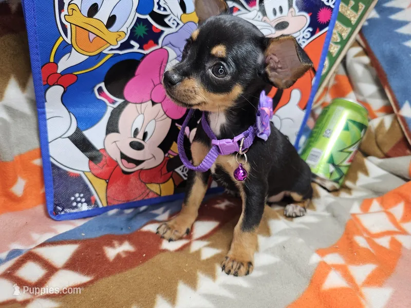 Hannah (Tri) – Chihuahua puppy for sale in New York City, NY