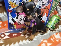 Hannah (Tri), a female Chihuahua for sale in New York City, NY – Photo 2 of 4