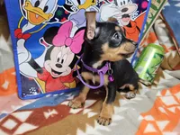 Hannah (Tri), a female Chihuahua for sale in New York City, NY – Photo 3 of 4