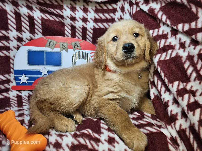 Mr. Russet – Golden Retriever puppy for sale in New York City, NY