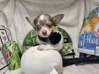 Alibaba (LH Tri-color), a male Chihuahua for sale in New York City, NY – 3 of 3