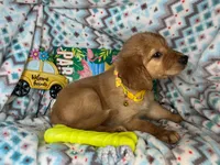 Gilly (Female), a female Golden Retriever for sale in New York City, NY – 4 of 4