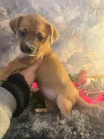 Dumpling (Female), a female Chihuahua and Yorkshire Terrier for sale in New York City, NY – Photo 2 of 2