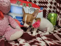 Odessa (small 4 lb), a female Chihuahua for sale in New York City, NY – 3 of 4