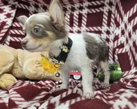 Alibaba (LH Tri-color), a male Chihuahua for sale in New York City, NY – 3 of 7