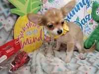 Sully (LH), a male Chihuahua for sale in New York City, NY – 6 of 7