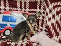 Goldie (F LH T-cup), a female Chihuahua for sale in New York City, NY – 5 of 7