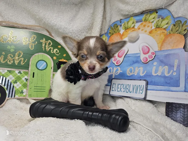 Alibaba (LH Tri-color) – Chihuahua puppy for sale in New York City, NY