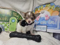 Alibaba (LH Tri-color), a male Chihuahua for sale in New York City, NY – 1 of 3