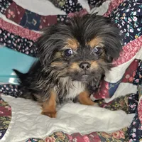 Gershwin [Small], a male Pekingese and Yorkshire Terrier for sale in New York City, NY – Photo 4 of 4