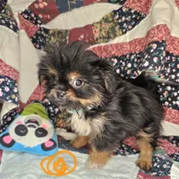 Gershwin [Small], a male Pekingese and Yorkshire Terrier for sale in New York City, NY – Photo 2 of 4