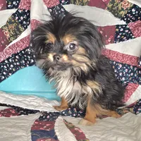Gershwin [Small], a male Pekingese and Yorkshire Terrier for sale in New York City, NY – Photo 1 of 4