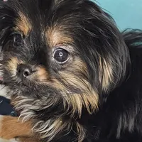 Gershwin [Small], a male Pekingese and Yorkshire Terrier for sale in New York City, NY – Photo 3 of 4