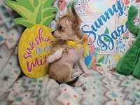Sully (LH), a male Chihuahua for sale in New York City, NY – 3 of 7