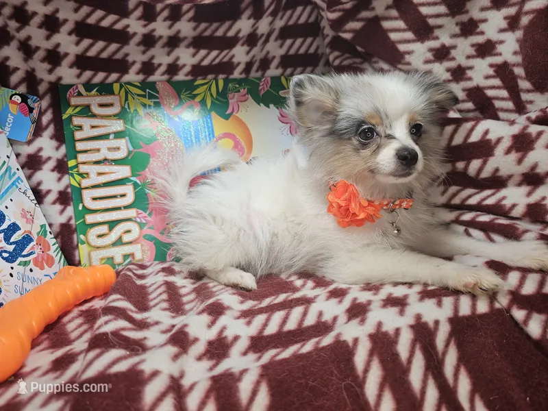 Izzy (Merle F) – Pomeranian puppy for sale in New York City, NY