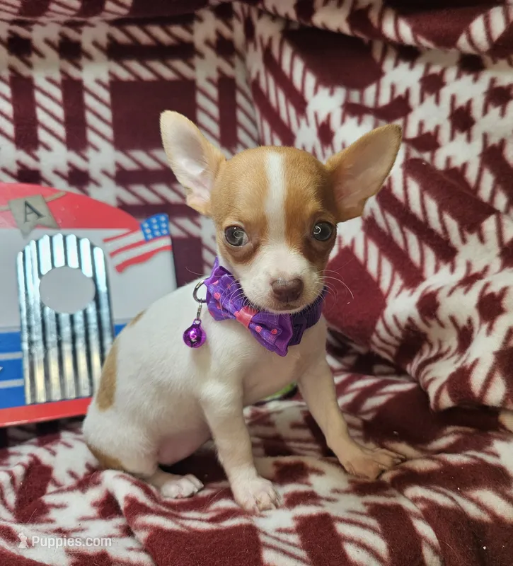 Odessa (small 4 ⅓ lb) – Chihuahua puppy for sale in New York City, NY