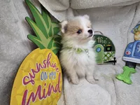 Ingrid (Tri color), a female Pomeranian for sale in New York City, NY – Photo 3 of 4