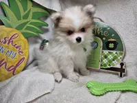 Ingrid (Tri color), a female Pomeranian for sale in New York City, NY – Photo 1 of 4