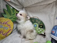 Ingrid (Tri color), a female Pomeranian for sale in New York City, NY – Photo 2 of 4