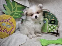 Ingrid (Tri color), a female Pomeranian for sale in New York City, NY – Photo 4 of 4