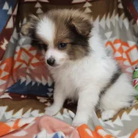 Tullius (Party), a male Pomeranian for sale in New York City, NY – Photo 1 of 7