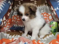 Tullius (Party), a male Pomeranian for sale in New York City, NY – Photo 2 of 7