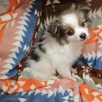 Tullius (Party), a male Pomeranian for sale in New York City, NY – Photo 7 of 7