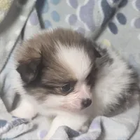 Tullius (Party), a male Pomeranian for sale in New York City, NY – Photo 5 of 7