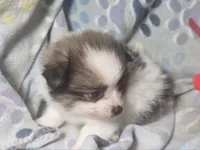 Tullius (Party), a male Pomeranian for sale in New York City, NY – Photo 5 of 7