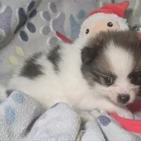 Tullius (Party), a male Pomeranian for sale in New York City, NY – Photo 6 of 7