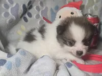 Tullius (Party), a male Pomeranian for sale in New York City, NY – Photo 6 of 7