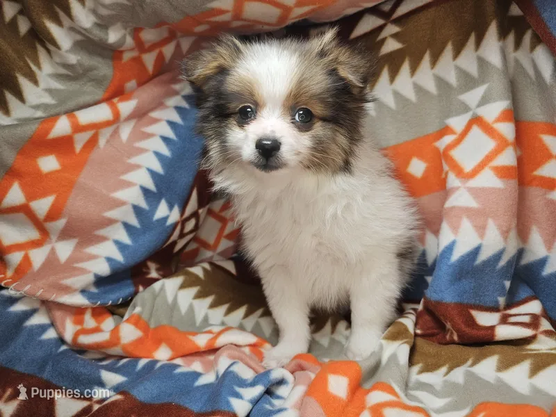 Tullius (Party), a male Pomeranian for sale in New York City, NY – Photo 1 of 7