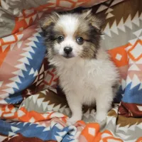 Tullius (Party), a male Pomeranian for sale in New York City, NY – Photo 2 of 7