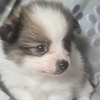 Tullius (Party), a male Pomeranian for sale in New York City, NY – Photo 4 of 7