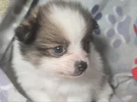 Tullius (Party), a male Pomeranian for sale in New York City, NY – Photo 4 of 7